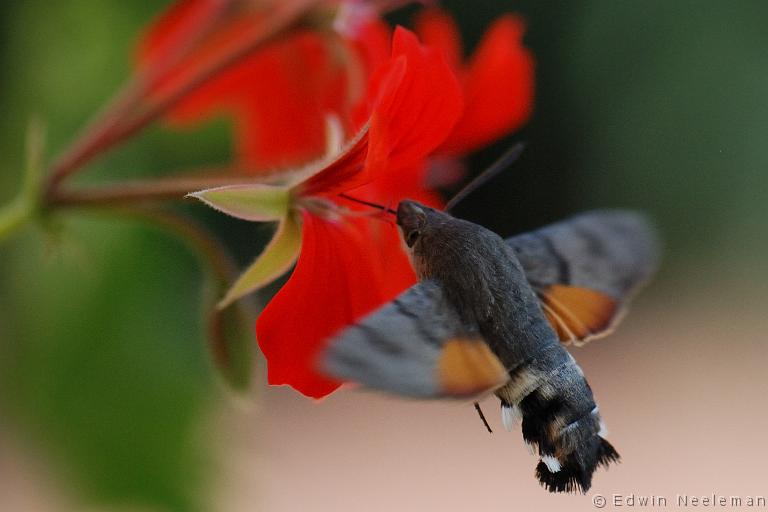 ENE-20090906-0538.jpg - [nl] Kolibrievlinder ( Macroglossum stellatarum )  Les Bassets, Vareilles, Frankrijk[en] Hummingbird Hawk-moth ( Macroglossum stellatarum )  Les Bassets, Vareilles, France